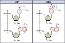 NAD-NADH Cycle