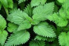 Nettle Leaf