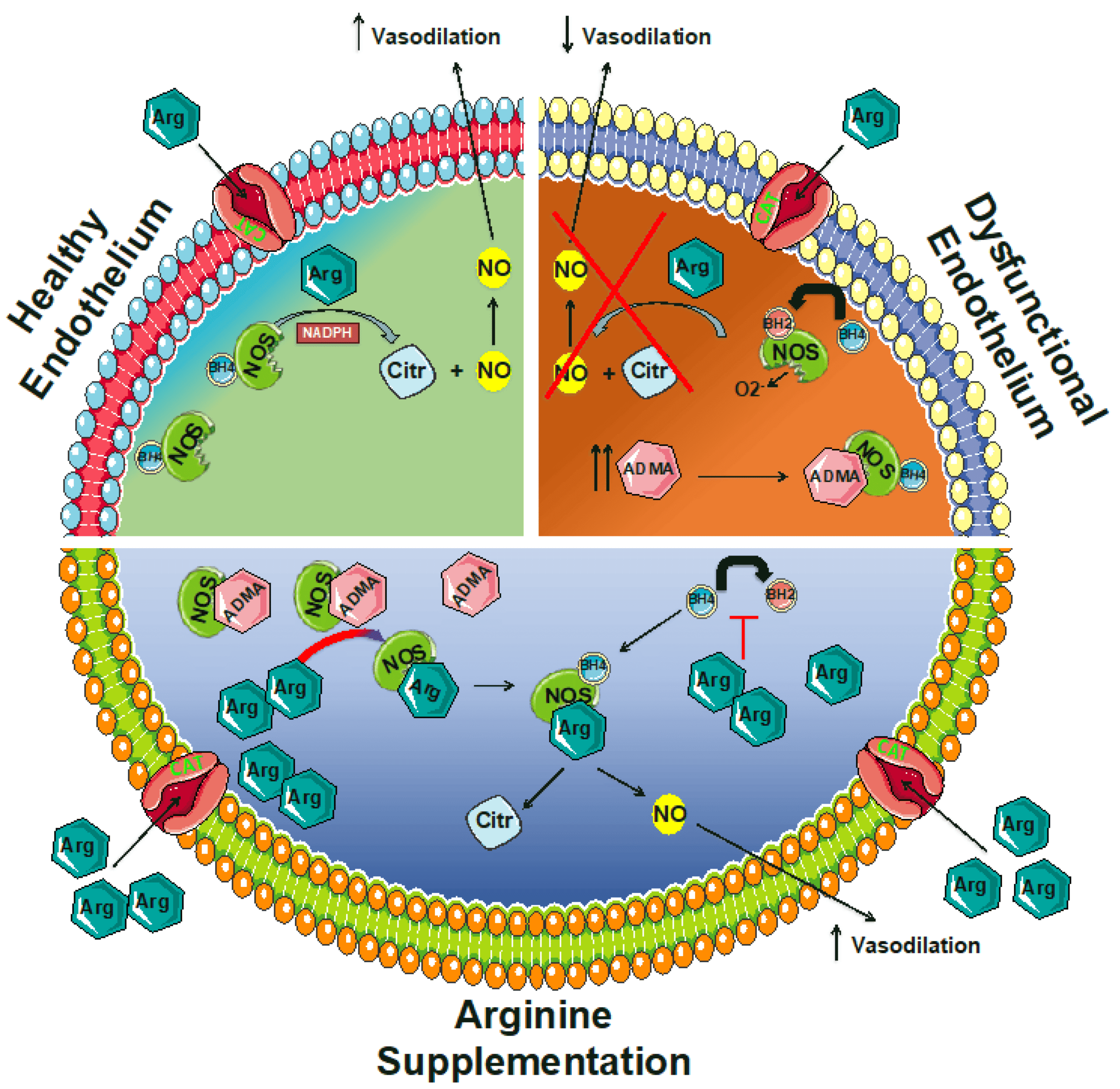 l-Arginine Role in Circulation