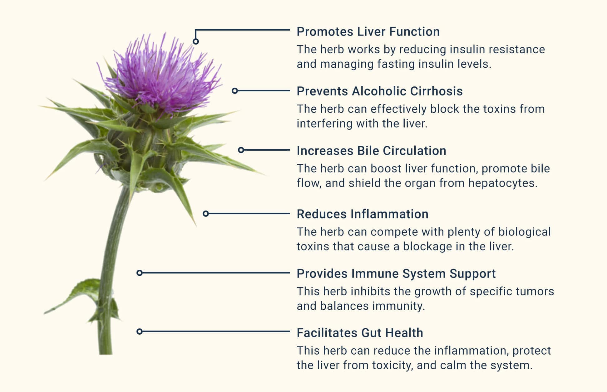 Milk Thistle Health Benefits