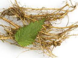 Nettle Root