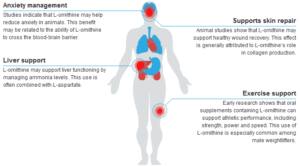 Ornithine Benefits