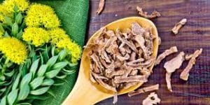 Arctic Root / Golden Root