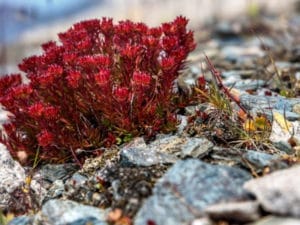Arctic Root