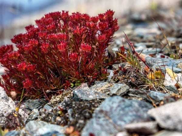 Arctic Root