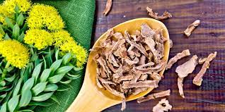 Arctic Root / Golden Root