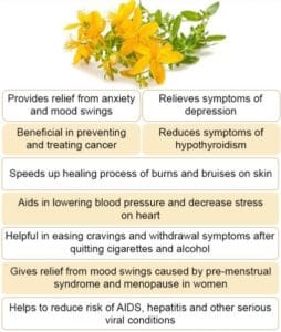 St. Johns Wort Benefits