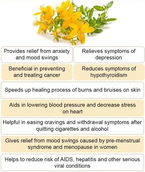St. Johns Wort Benefits