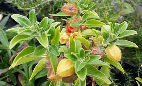 Withania Somnifera