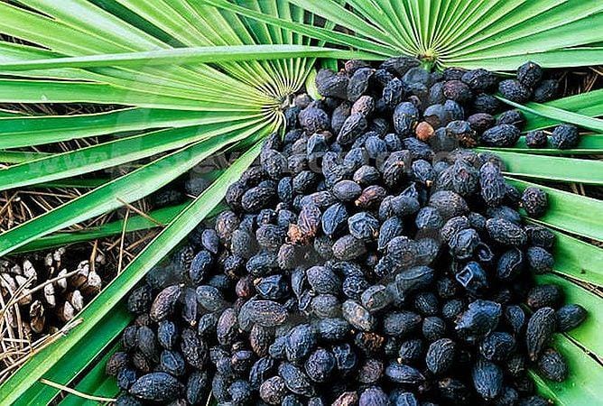 Health Benefits of Saw Palmetto