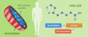 Lipoic Acid