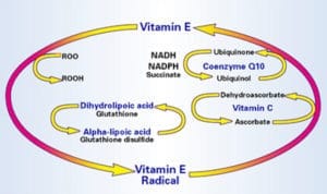 R-Lipoic Recycles Antioxidants