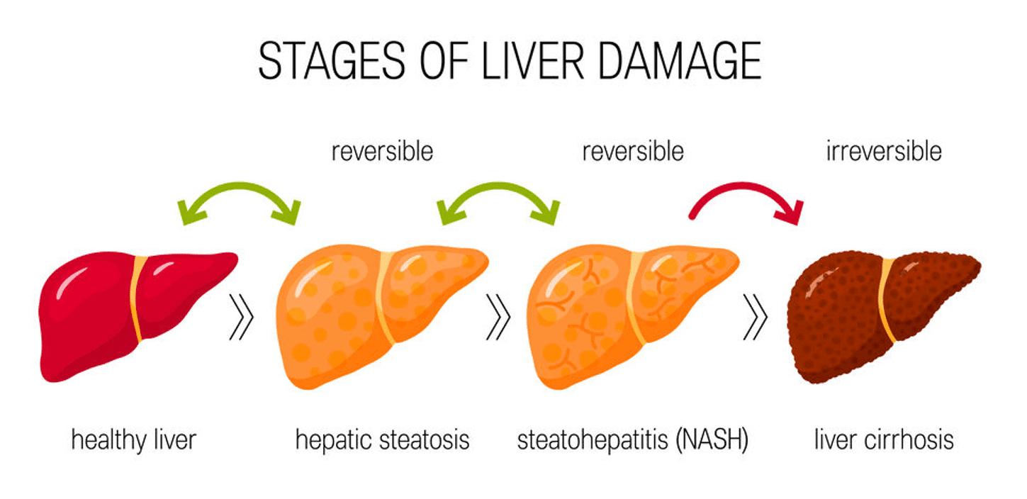 Liver