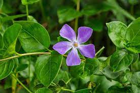 Periwinkle